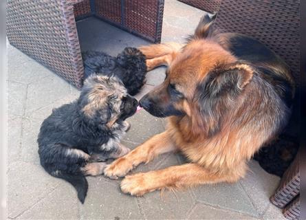 Welpen Deutscher Schäferhund Langstockhaar