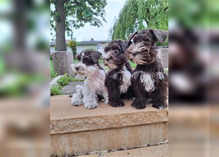 Amerikanische Zwergschnauzer/ American Miniature Schnauzer Welpen