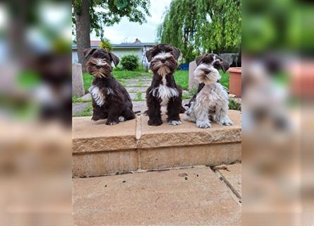 Amerikanische Zwergschnauzer/ American Miniature Schnauzer Welpen