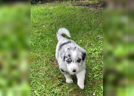 Blue Merle Hündin abgabebereit