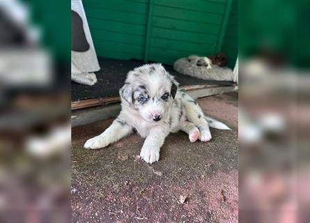 Blue Merle Hündin