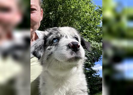 Blue Merle Hündin abgabebereit