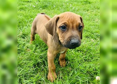 Reinrassige Rhodesian Ridgeback Welpen suchen ein Zuhause