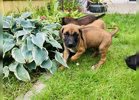 Reinrassige Rhodesian Ridgeback Welpen suchen ein Zuhause