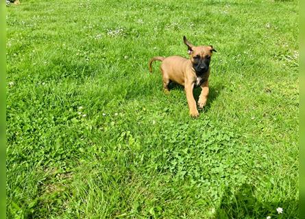 Reinrassige Rhodesian Ridgeback Welpen suchen ein Zuhause