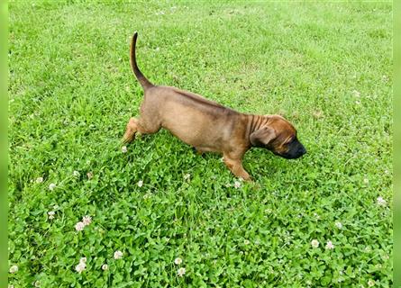 Reinrassige Rhodesian Ridgeback Welpen suchen ein Zuhause