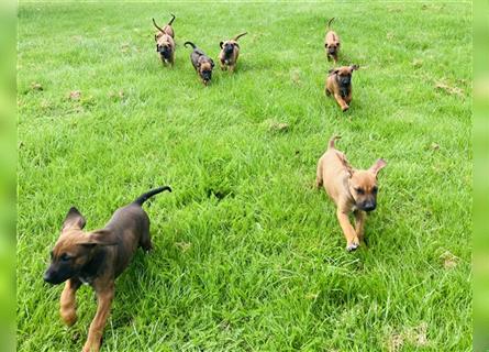 Reinrassige Rhodesian Ridgeback Welpen suchen ein Zuhause