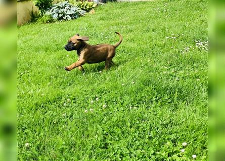 Reinrassige Rhodesian Ridgeback Welpen suchen ein Zuhause