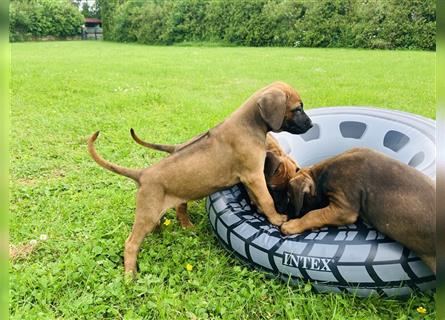 Reinrassige Rhodesian Ridgeback Welpen suchen ein Zuhause