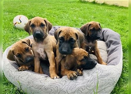 Reinrassige Rhodesian Ridgeback Welpen suchen ein Zuhause