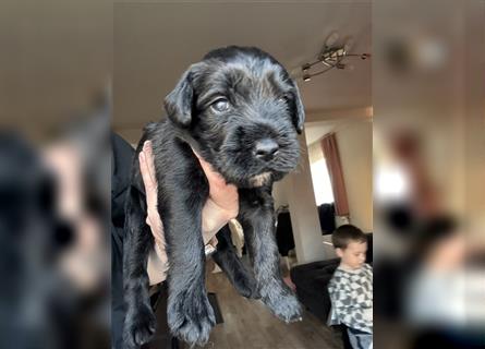 Mittelschnauzer Welpe