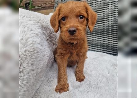Labradoodle Welpen  fawn F1B