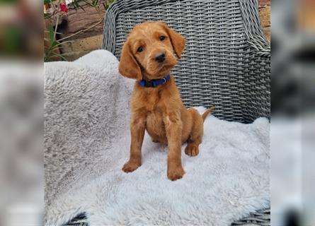 Labradoodle Welpen  fawn F1B