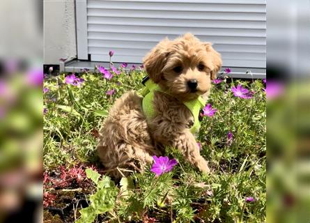 Maltipoo F1 Welpen - Pudel - Malteser