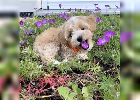 Maltipoo F1 Welpen - Pudel - Malteser