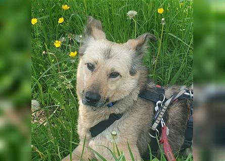 Sanfte Sunny wartet in München