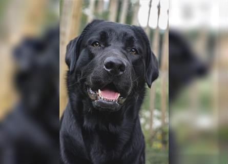 26-fach freier Labrador Retriever Deckrüde / GRSK / DOK / Stud dog /