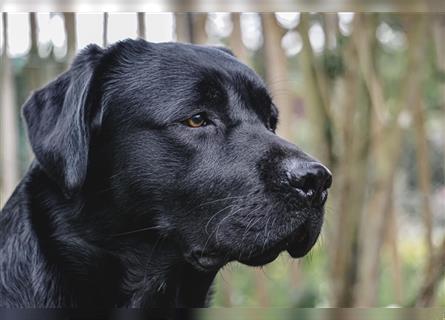 26-fach freier Labrador Retriever Deckrüde / GRSK / DOK / Stud dog /