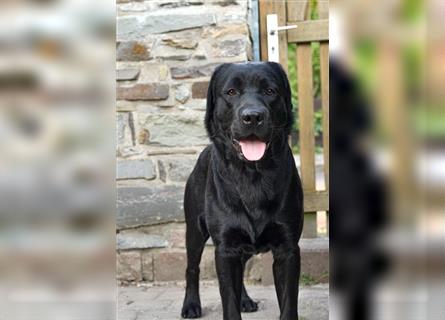 26-fach freier Labrador Retriever Deckrüde / GRSK / DOK / Stud dog /