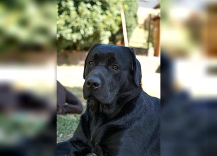 26-fach freier Labrador Retriever Deckrüde / GRSK / DOK / Stud dog /