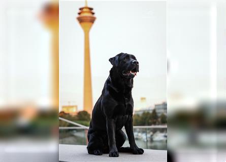 26-fach freier Labrador Retriever Deckrüde / GRSK / DOK / Stud dog /