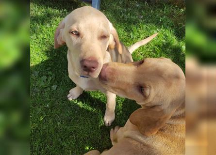 Vizslador Welpen Weibchen