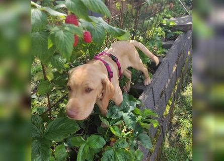 Vizslador Welpen Weibchen