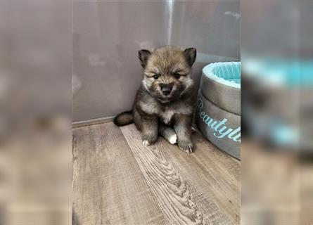 Pomsky F2 Zwerghuskys bleiben klein