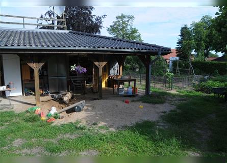 Ein Fest der Farben - Bolonka Zwetna Welpen - lustige Gesellen im Landhaus mit Garten am See