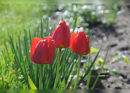 *Ein Fest der Farben* - Bolonka Zwetna Welpen - vom Zootechniker auf dem Bauernhof - mit Abstammung