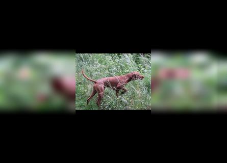 Magyar Vizsla Welpen aus Jagdlicher Leistungszucht