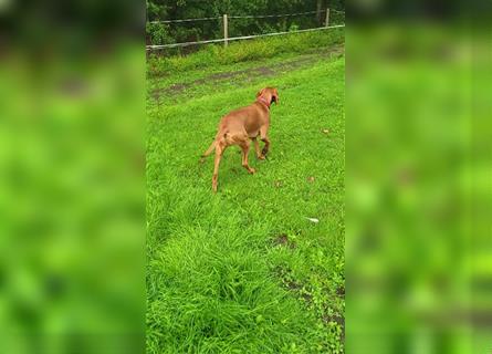 Magyar Vizsla Welpen aus Jagdlicher Leistungszucht