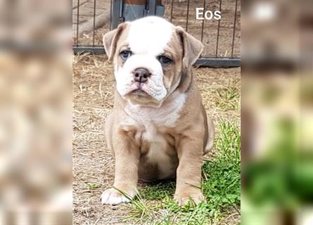 of Mystery Bulldogs " EOS "