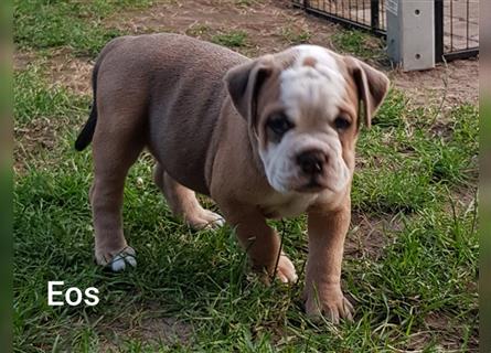 of Mystery Bulldogs " EOS "