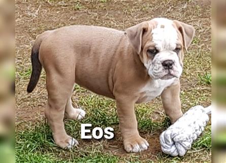 of Mystery Bulldogs " EOS "