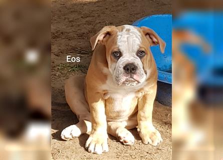 of Mystery Bulldogs " EOS "