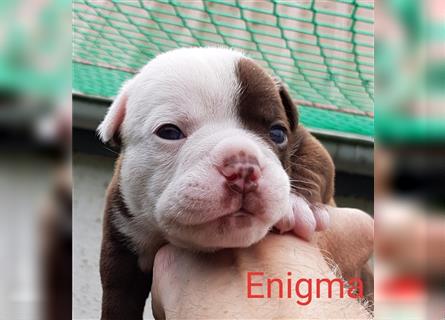 of Mystery Bulldogs "ENIGMA"