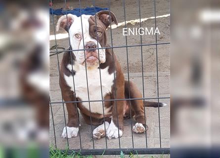 of Mystery Bulldogs "ENIGMA"