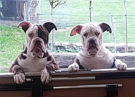 of Mystery Bulldogs "ENIGMA"