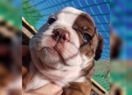 of Mystery Bulldogs "ENIGMA"