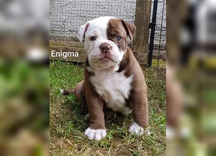 of Mystery Bulldogs "ENIGMA"
