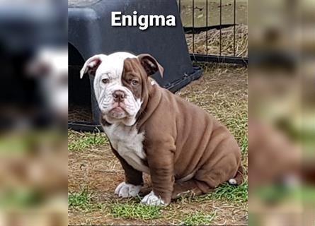 of Mystery Bulldogs "ENIGMA"