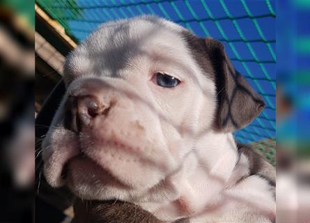 of Mystery Bulldogs " ENYA "