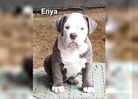 of Mystery Bulldogs " ENYA "