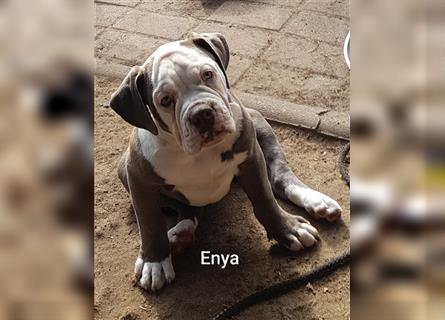 of Mystery Bulldogs " ENYA "