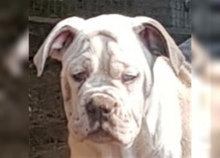 of Mystery Bulldogs" EIRENE "