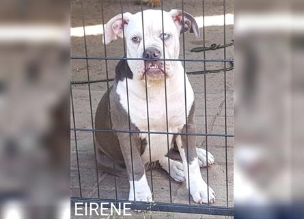 of Mystery Bulldogs" EIRENE "