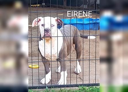 of Mystery Bulldogs" EIRENE "