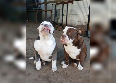 of Mystery Bulldogs" EIRENE "