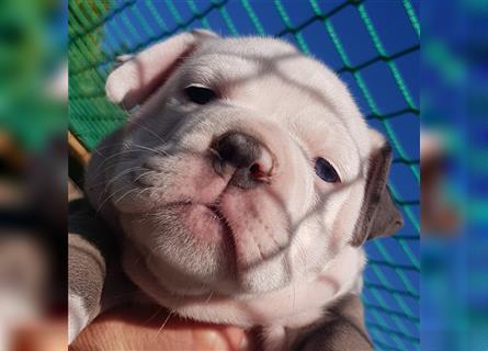 of Mystery Bulldogs" EIRENE "